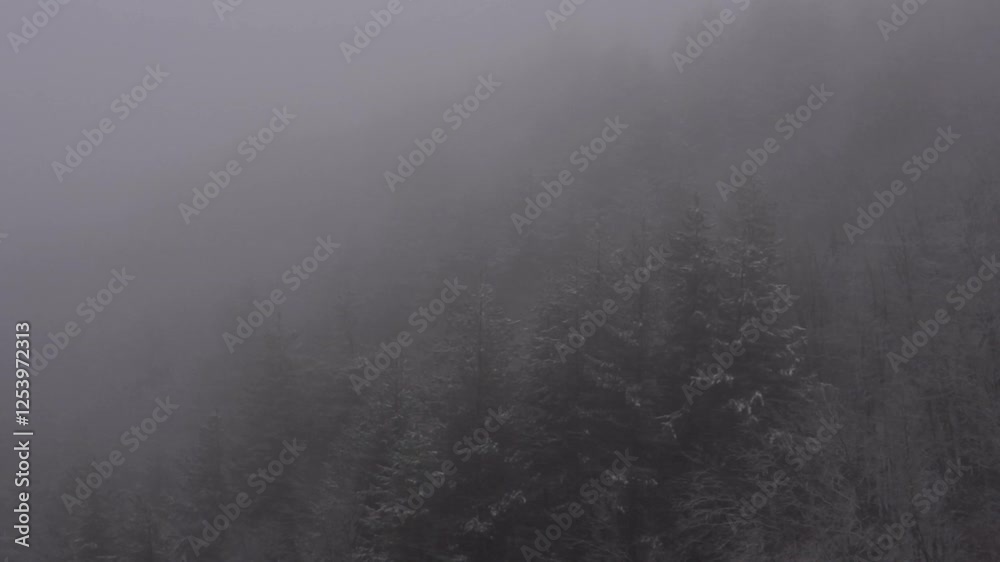 Snowfall with thick fog. Snow-covered trees and poor visibility. Snowfall in the mountains with fog Snowfall with thick fog. Snow-covered trees and poor visibility. Snowfall in the mountains with fog