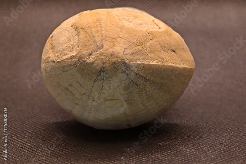 Fossiler Seeigel (Echinocorys sulcatus) mit Schalenerhaltung photo