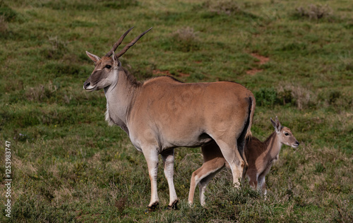 Portrait of an eland cow protecting her calf