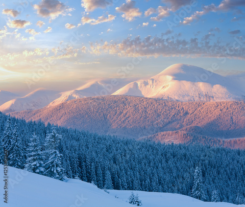 Obraz na płótnie Sunrise and winter rime and snow covered fir trees on mountainside. View from Kukol Mount. (Carpathian Mountains, Ukraine) w salonie