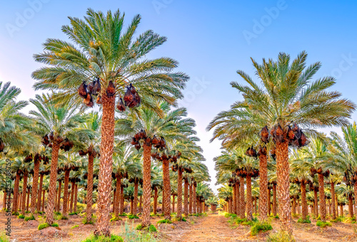 Palm trees and bunches of ripening dates fruits protected with plastic sacks against wild birds, desert and arid sustainable agriculture industry in the Middle East