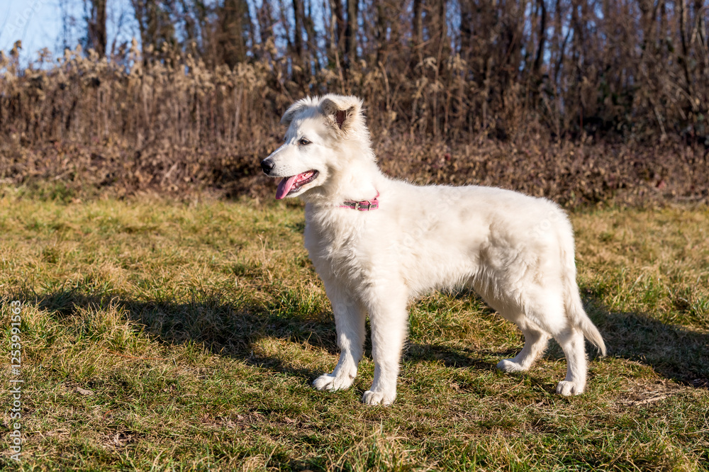 A Swiss Shepherd puppy is standing on the grass in the autumn garden. A Swiss Shepherd puppy is standing on the grass in the autumn garden.