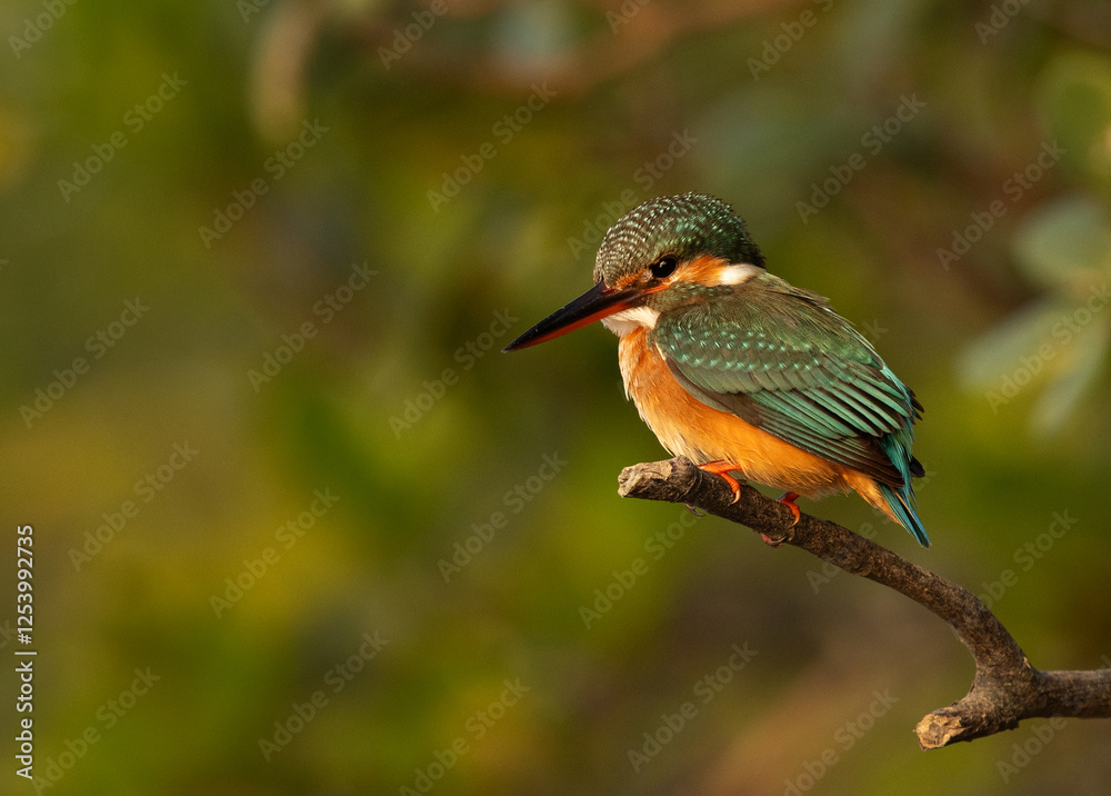 Fototapeta premium Common kingfisher perched on mangrove tree at Sundarban tiger reserve, India