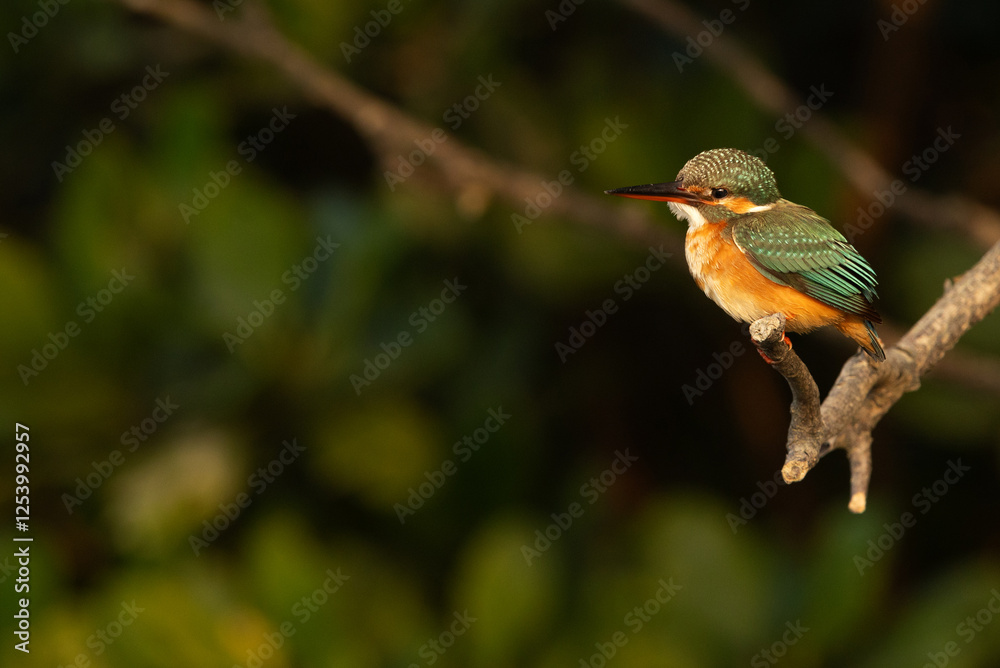 Fototapeta premium Common kingfisher perched on mangrove tree at Sundarban tiger reserve, India