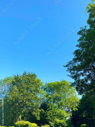 Clear BLue Sky and Green Trees in the Summer photo