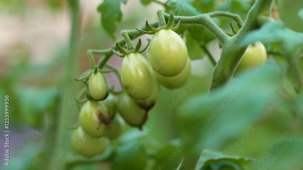 Closeup of Green Cherry Tomatoes Growing in Early Springtime Closeup of Green Cherry Tomatoes Growing in Early Springtime