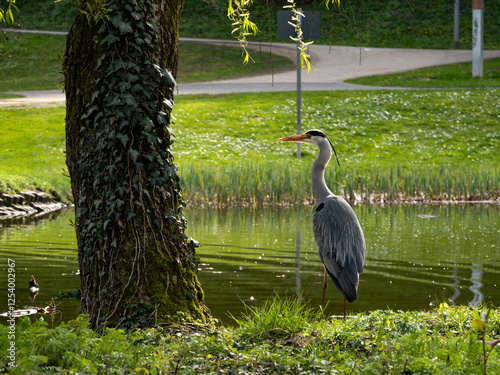 great blue heron photo