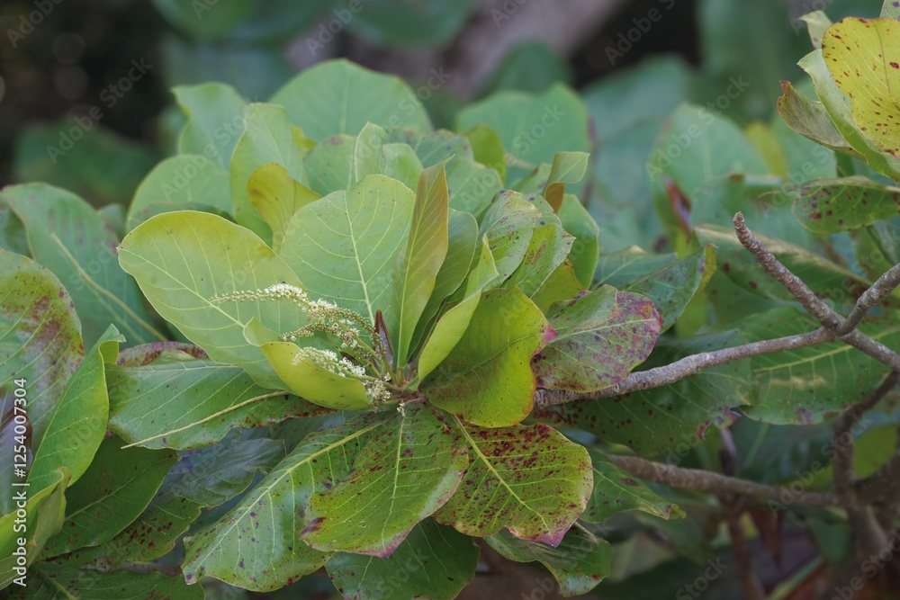 Foliage and flowers of a sea almond, Terminalia catappa