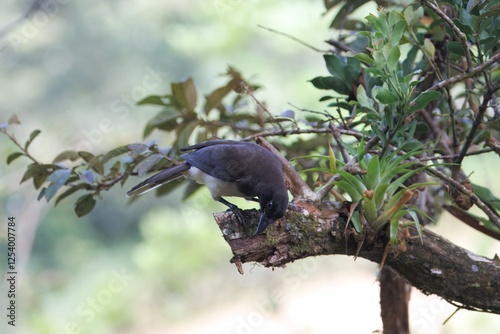 Obraz na płótnie Brown jay, Cyanocorax morio, in a forest w salonie