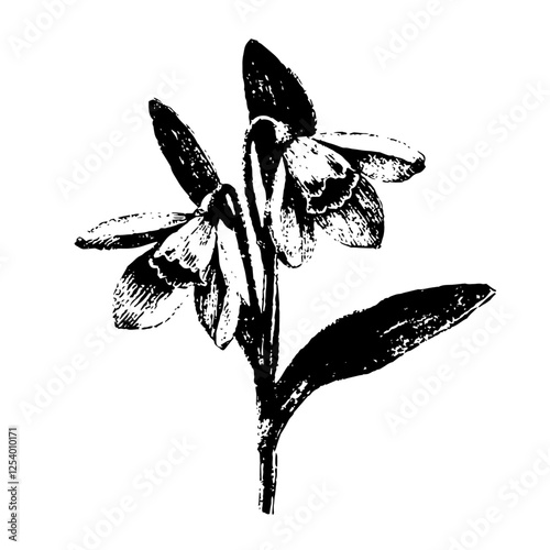 snowdrop flowers black and white vector