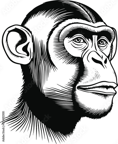 Line art of a human head with a monkey's head. No color, total lines 4.eps