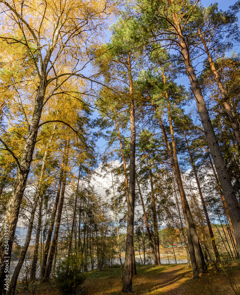 Forest with trees in the foreground and background Forest with trees in the foreground and background