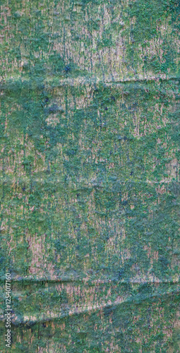 Beautiful close-up of the bark of cecropia glaziovii photo