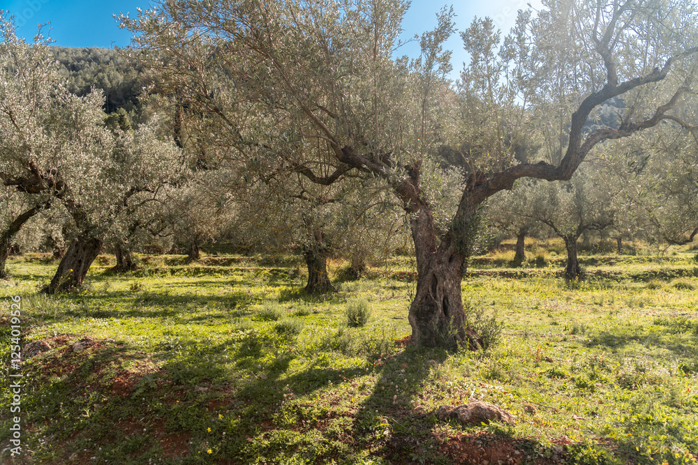 Olive trees in a field at sunset. Olive trees in a field at sunset.