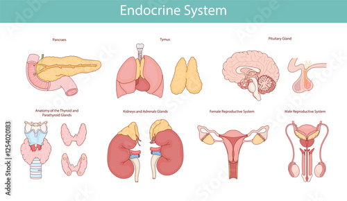 Endocrine system. Illustration of human organs: thyroid gland, parathyroid gland, thymus gland, adrenal glands, pancreas, gonad gland, pineal gland.