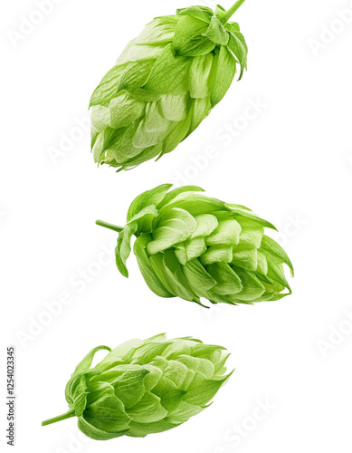 Fresh green hop cones falling on transparent background
