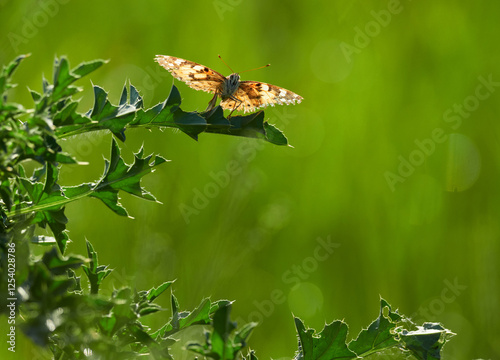 Butterfly sits on a prickly leaf close-up on a blurred green background photo