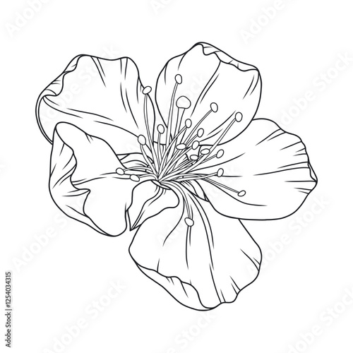 Beautiful apricot flower, graceful thin line. Japanese sakura blossom. Hand drawn cherry, or almond bloom sketch, outline. Vector illustration