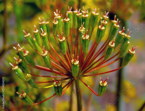 Thapsia villosa wild plant on macro photo