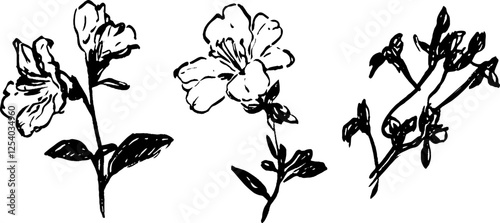 Three hand-drawn illustrations of flowers with leaves, showcasing different stages of bloom. The style is simple and artistic, emphasizing the delicate nature of the flowers.