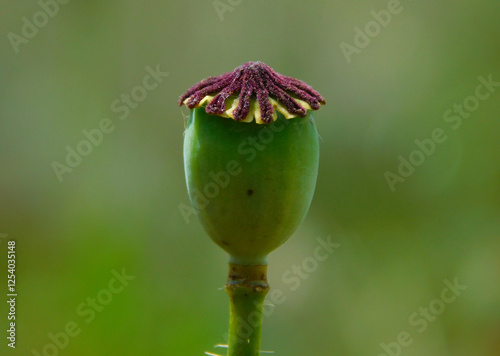 poppy capsule in the wild