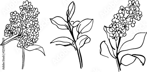 Three hand-drawn illustrations of flowering plants, showcasing clusters of small flowers and leaves. The designs are simple and elegant, emphasizing the floral shapes.