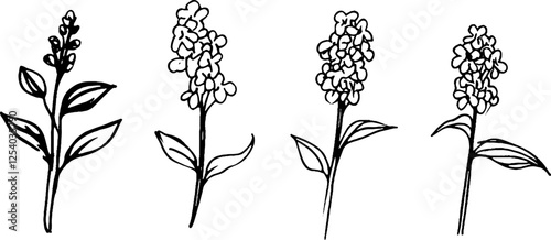 A series of four hand-drawn floral illustrations, each depicting a different flowering plant with slender stems and leaves. 