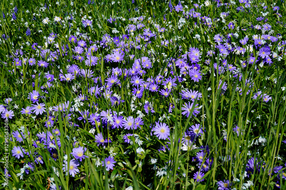a gorgeous sunlit spring meadow full of purple daisy-like asters on a sunny April day on island Mainau, Germany a gorgeous sunlit spring meadow full of purple daisy-like asters on a sunny April day on island Mainau, Germany