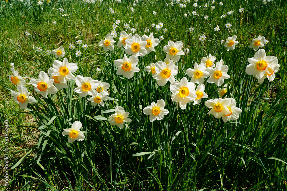 a lush sunlit spring meadow full of white daffodils on Flower Island of Mainau in Germany on a sunny April day
a lush sunlit spring meadow full of white daffodils on Flower Island of Mainau in Germany on a sunny April day