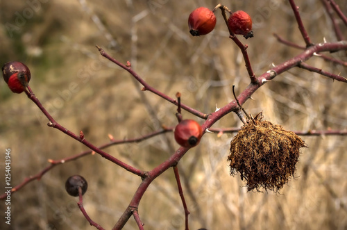 Rosa villosa, common names: Apple RoseShaggy Rose. Previously known as Rosa involuta. Apple Rose is a deciduous, perennial, dense, flowering shrub that is native to Europe. photo