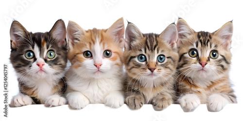 two kittens isolated on white background