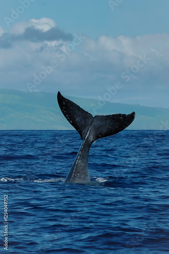 humpback whale tail