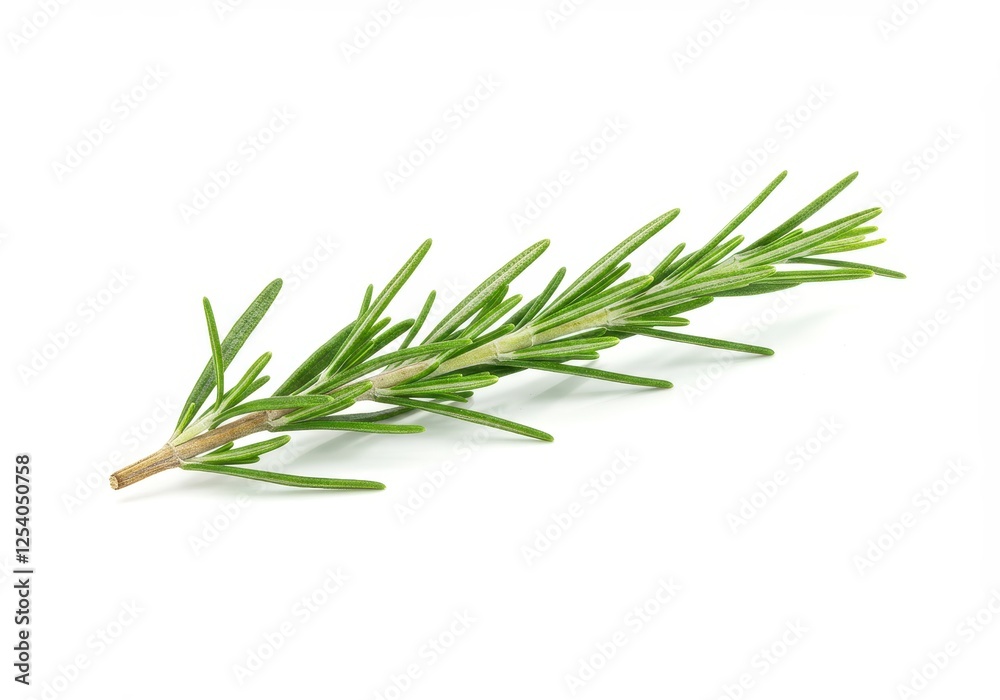 A single sprig of fresh green rosemary with needle like leaves isolated on white background A single sprig of fresh green rosemary with needle like leaves isolated on white background