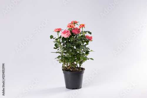 Wallpaper Mural Pink roses in a black vase against a white background, offering a soft, romantic contrast that enhances freshness and elegance, ideal for chic and modern interior decorations. Torontodigital.ca