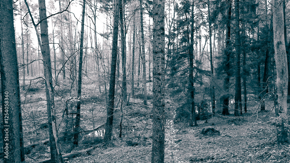 Naklejka premium The forest awakens again after the winter break.