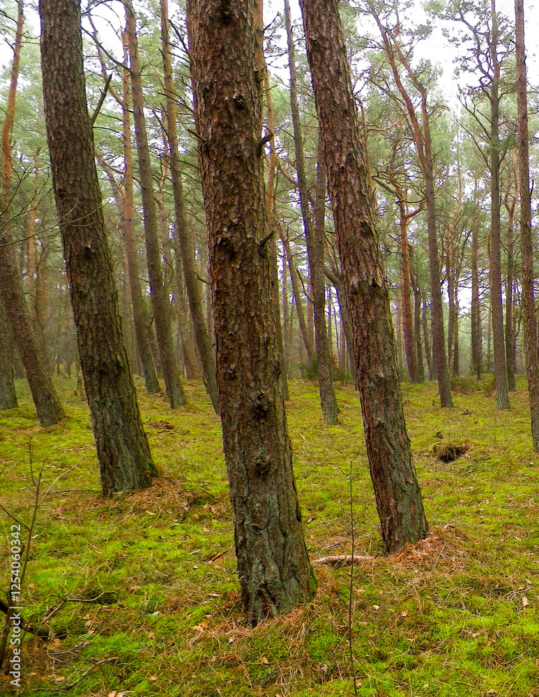 Landscape of pine forest, northern Poland. Landscape of pine forest, northern Poland.