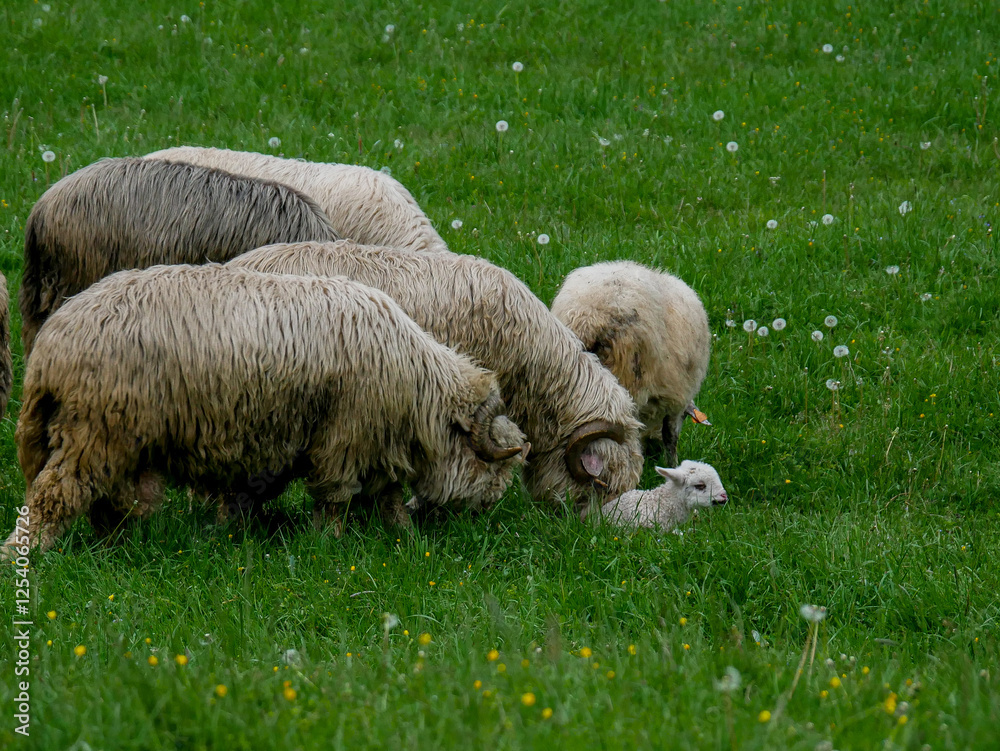 Obraz premium Ojcowska troska