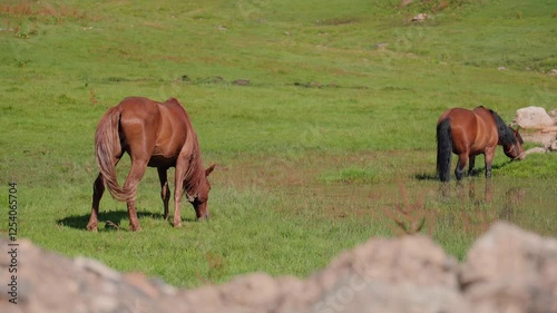 Wallpaper Mural Gentle brown and black horses contentedly grazing, surrounded by lush green pasture, embodying peaceful countryside tranquility and natural harmony Torontodigital.ca