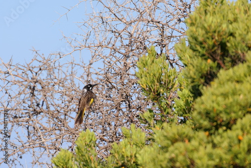 honeyeater