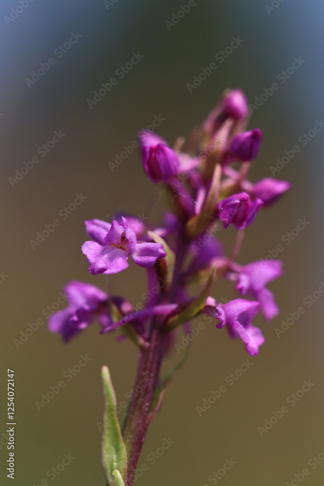 Obraz premium flower