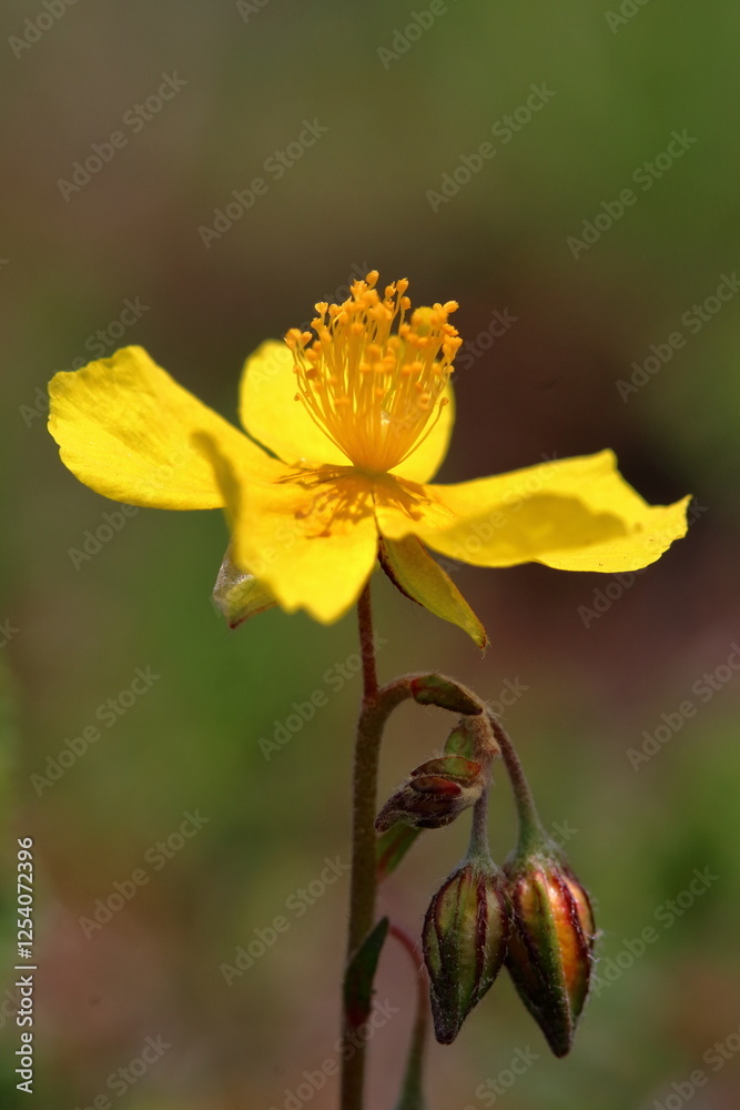 Fototapeta premium flower