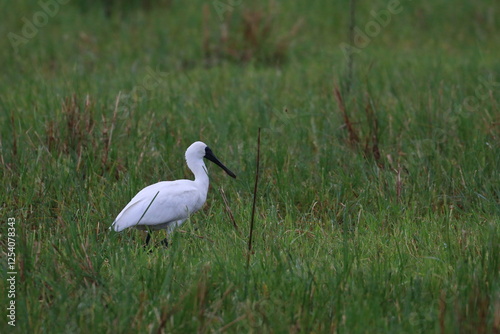 royal spoonbill