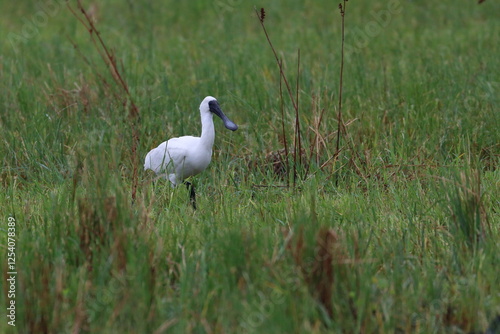 royal spoonbill