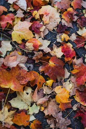 Fall time leaves on the ground photo