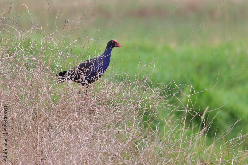 purple swamphen purple swamphen