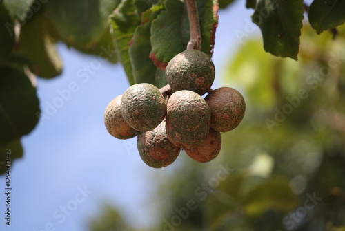 Fototapeta Naklejka Na Ścianę i Meble -  Caryocar brasiliense - pequi fruits
