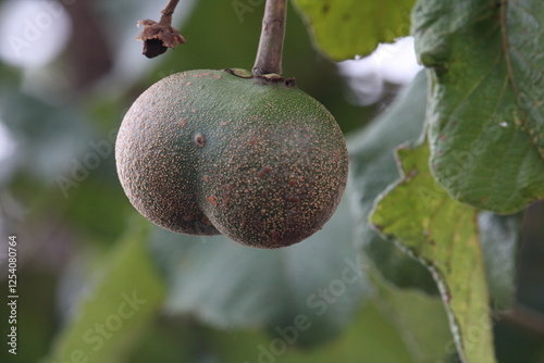 Fototapeta Naklejka Na Ścianę i Meble -  Caryocar brasiliense - pequi fruits