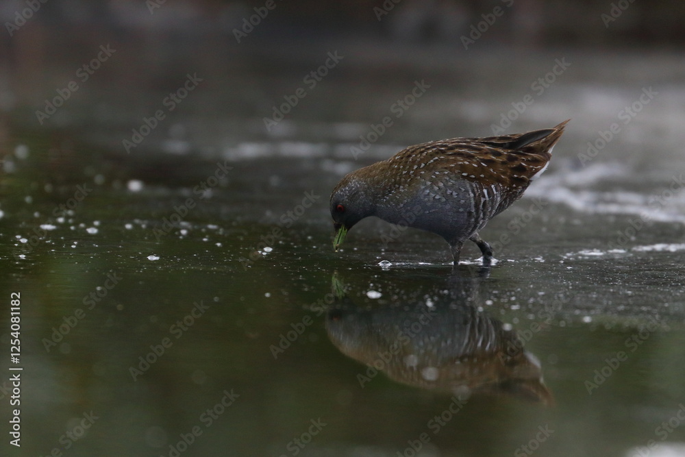 Fototapeta premium crake
