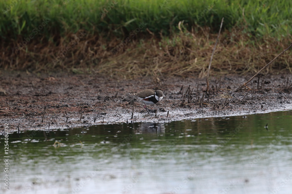 red-kneed dotterel red-kneed dotterel