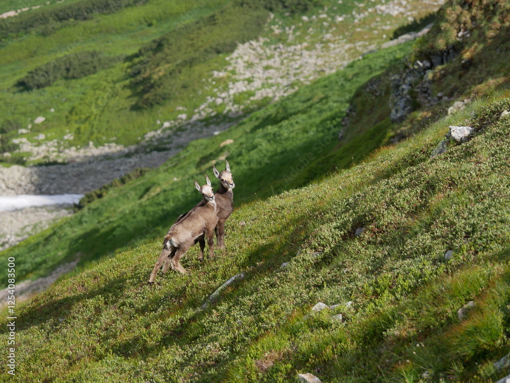 Naklejka premium Młode kozice